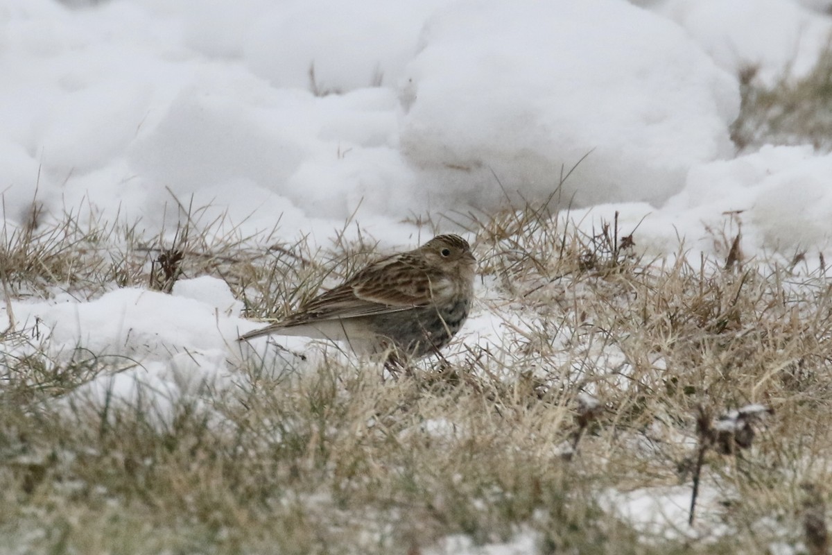 Chestnut-collared Longspur - ML646484665