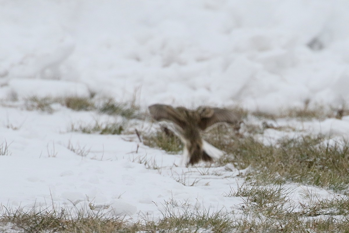 Chestnut-collared Longspur - ML646484666