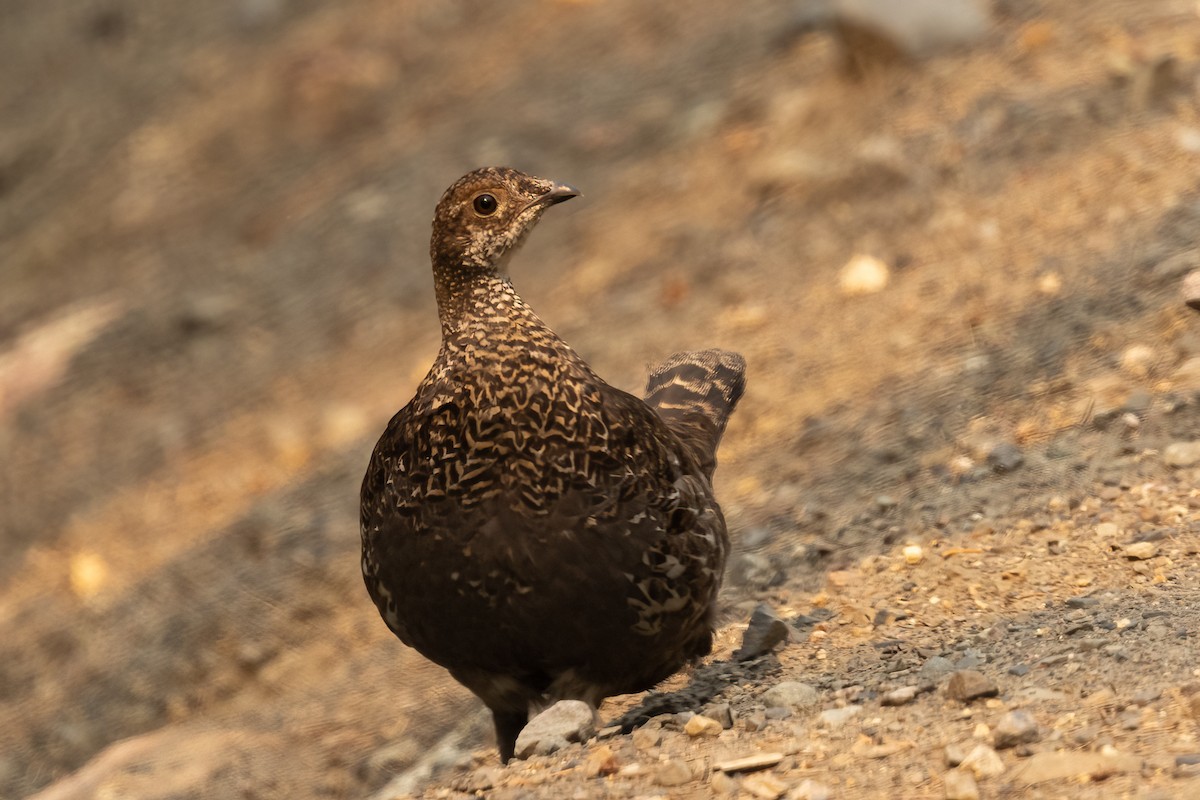 Gallo Canadiense - ML646484668