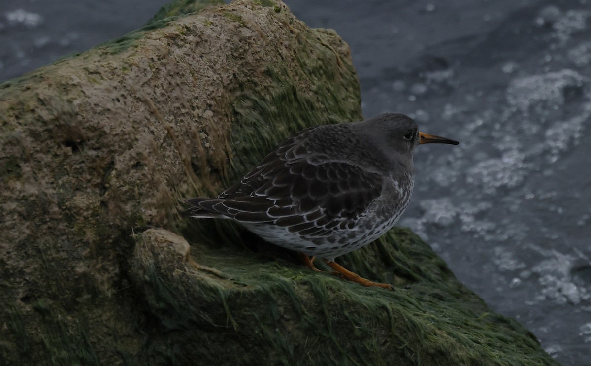 Purple Sandpiper - ML646484669