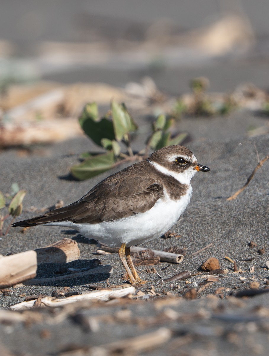 Semipalmated Plover - ML646484671