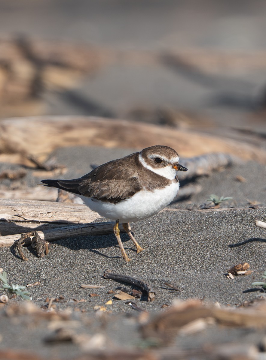Semipalmated Plover - ML646484672