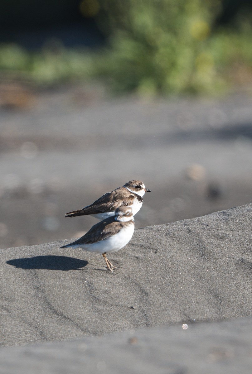 Semipalmated Plover - ML646484673