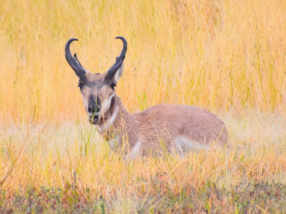 American Pronghorn - ML646484677