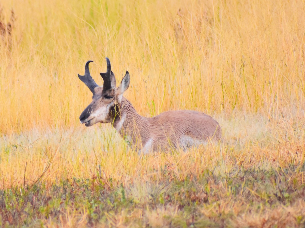 American Pronghorn - ML646484678