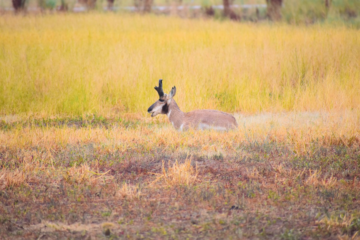 American Pronghorn - ML646484679