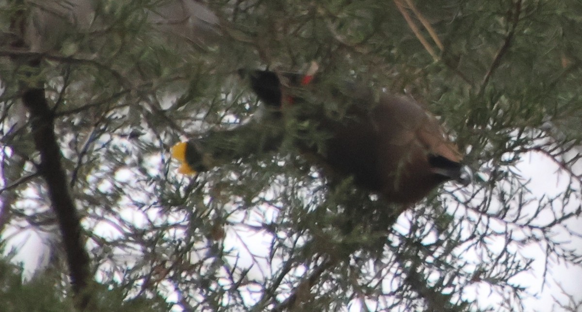 brkoslav americký - ML646484681