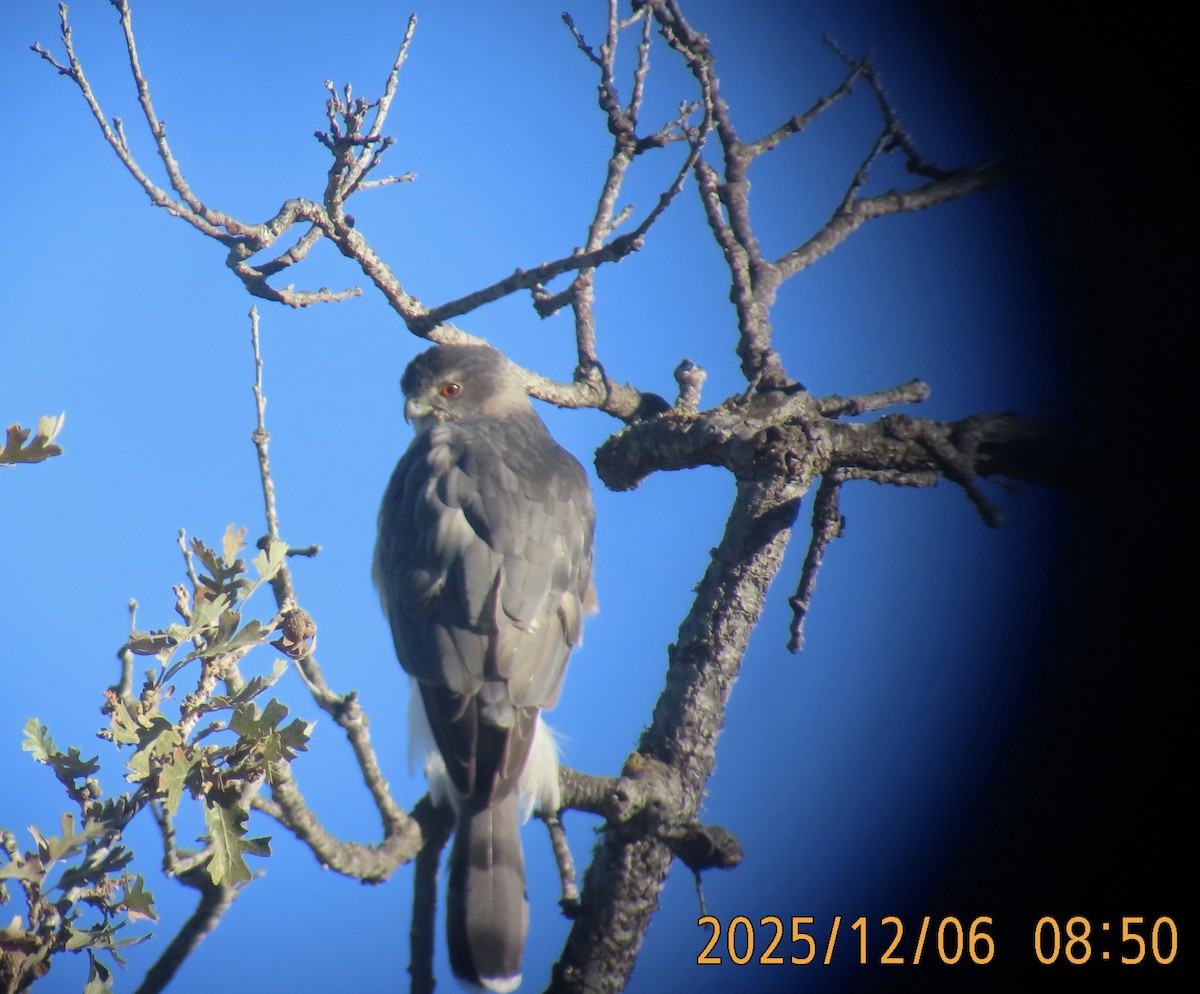 Sharp-shinned/Cooper's Hawk - ML646484685