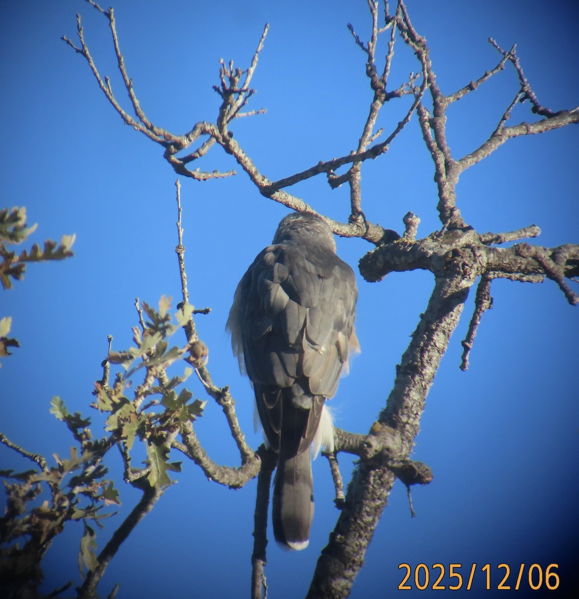 Sharp-shinned/Cooper's Hawk - ML646484689
