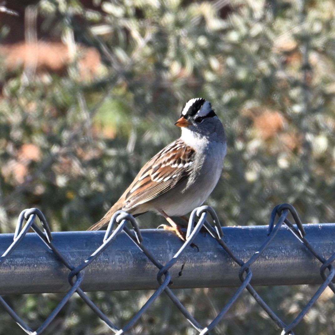 Dachsammer - ML646484693