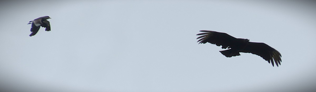 Black Vulture - ML646484698