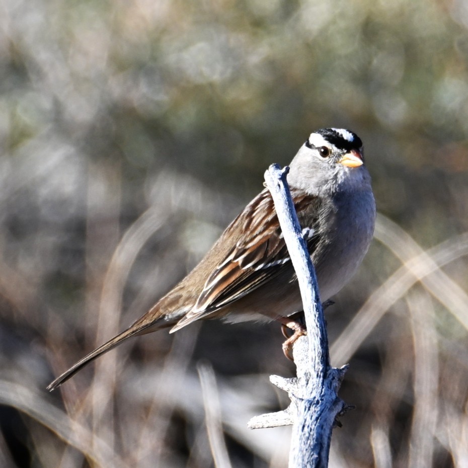 Dachsammer - ML646484700