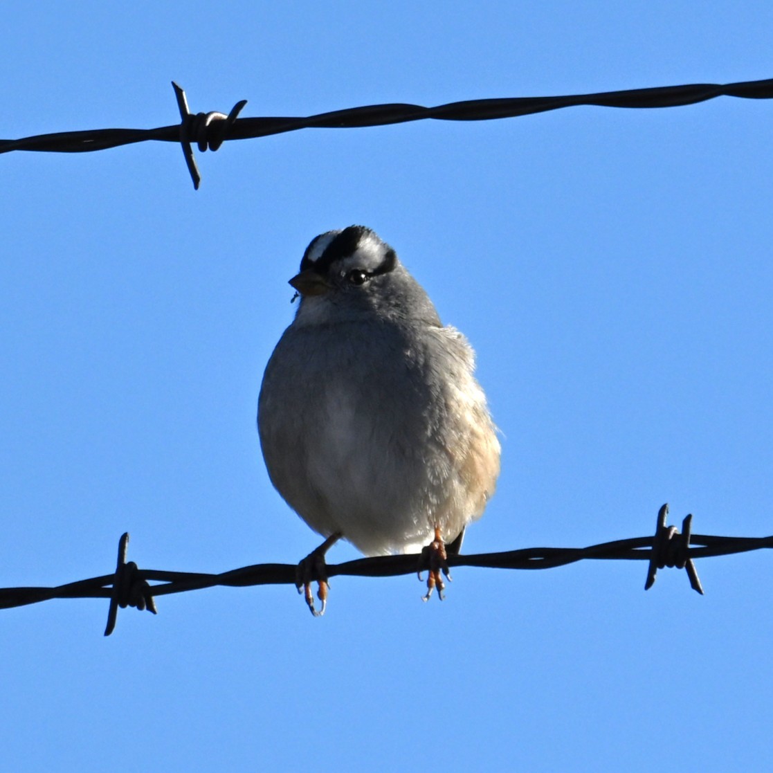 Dachsammer - ML646484701