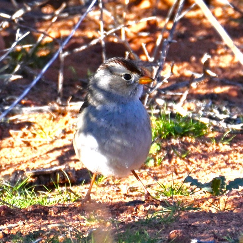 Dachsammer - ML646484702