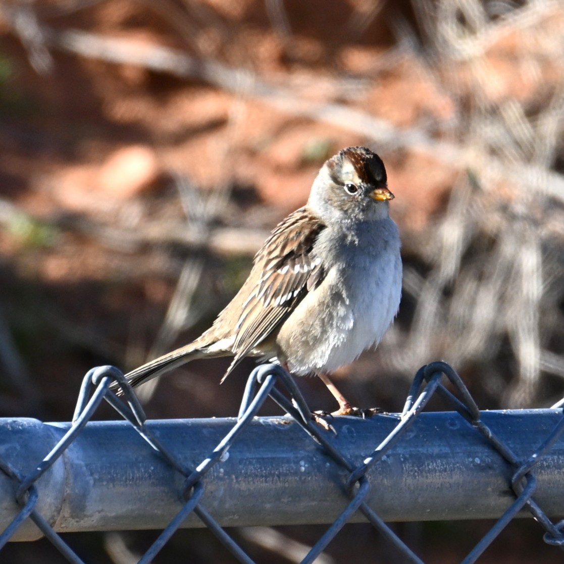 Dachsammer - ML646484703