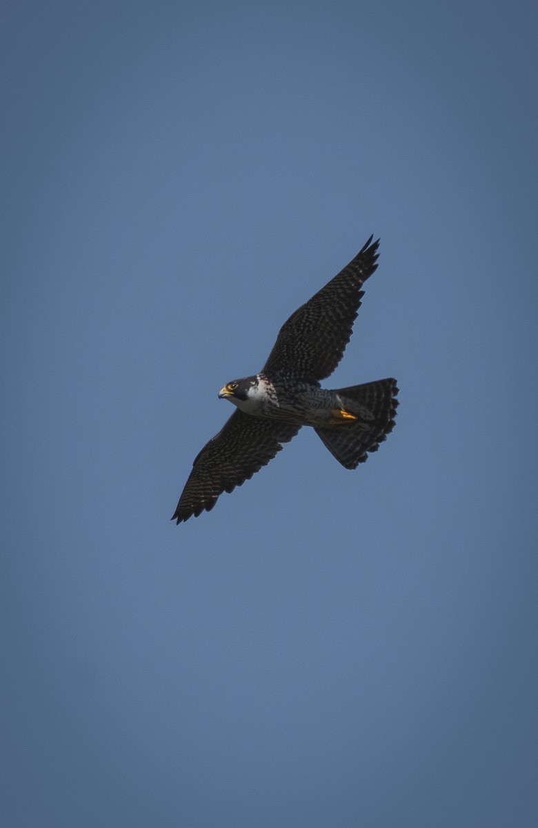 Peregrine Falcon - ML646484707