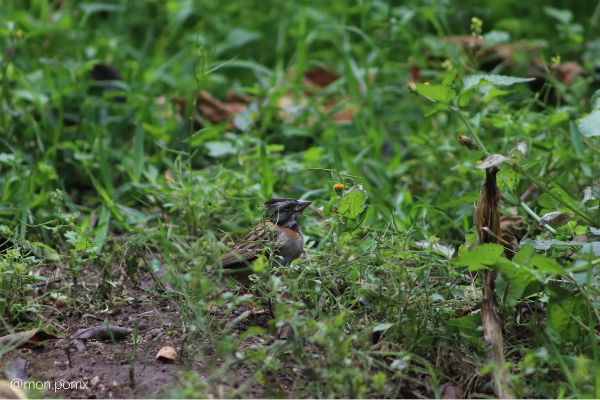 Rufous-collared Sparrow - ML646484708