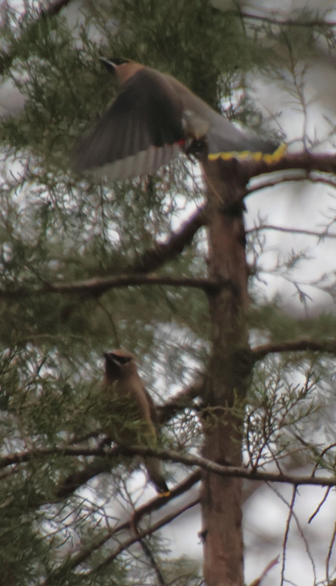 Cedar Waxwing - ML646484709
