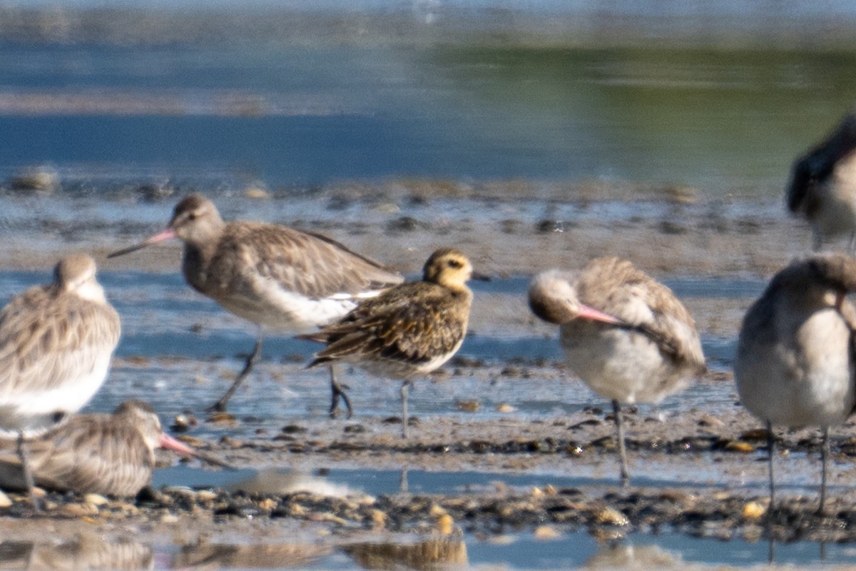 Pacific Golden-Plover - ML646484710