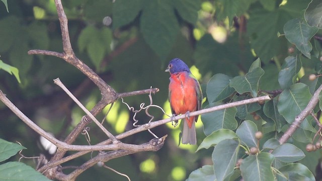 Painted Bunting - ML646484711