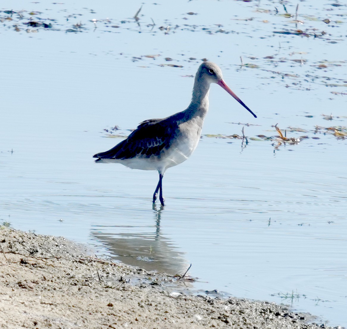 břehouš černoocasý - ML646484722