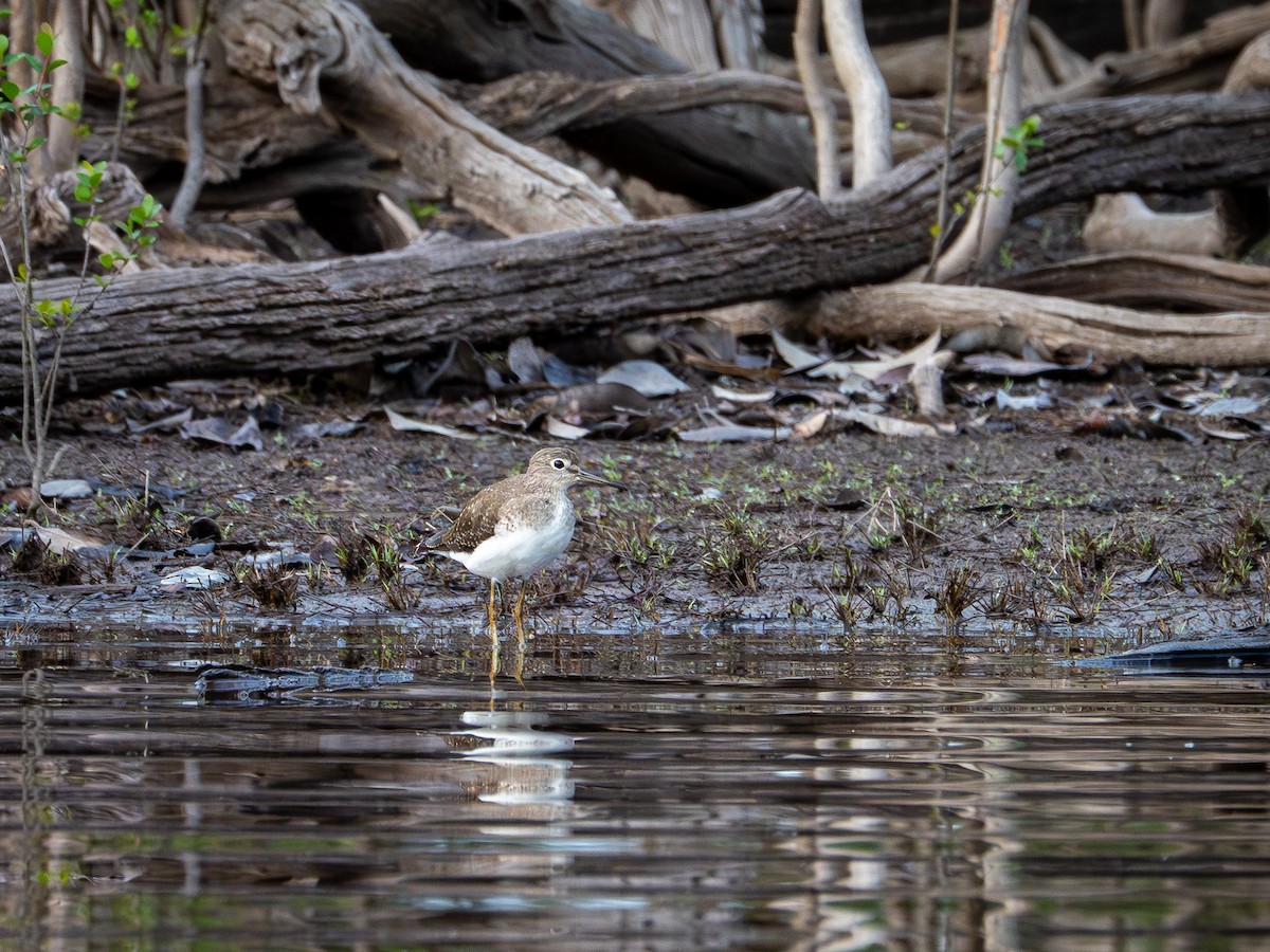 vodouš samotářský - ML646484723