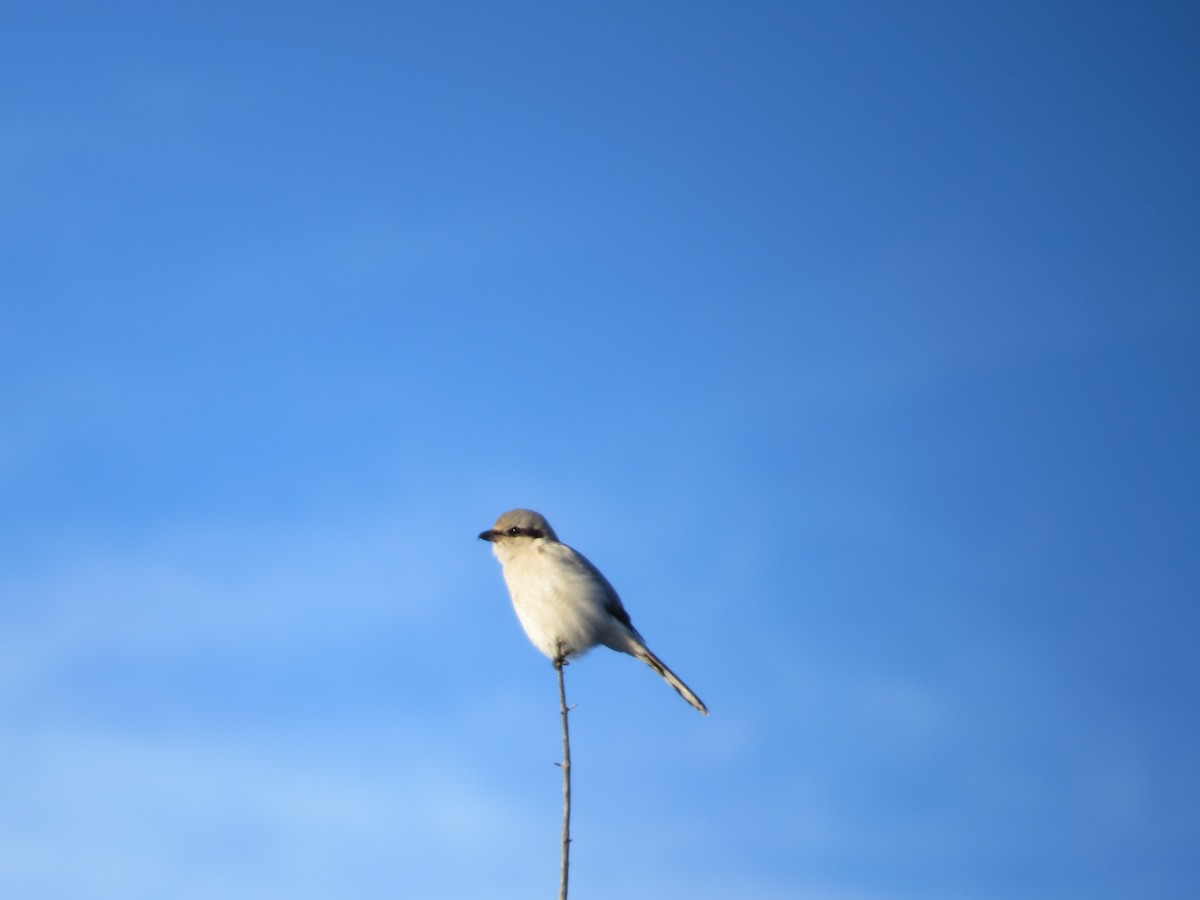 ťuhýk severní - ML646484724