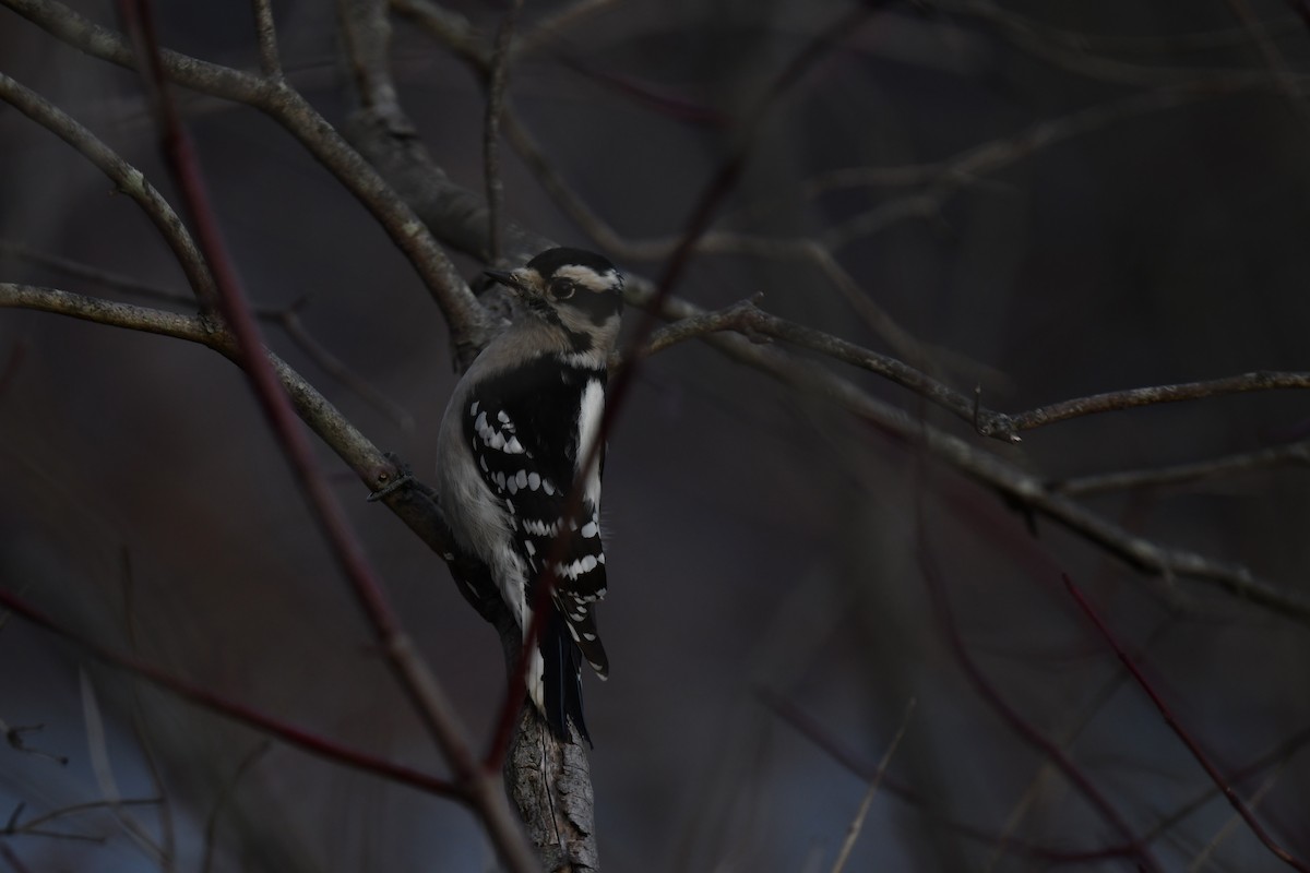 strakapoud osikový - ML646484725