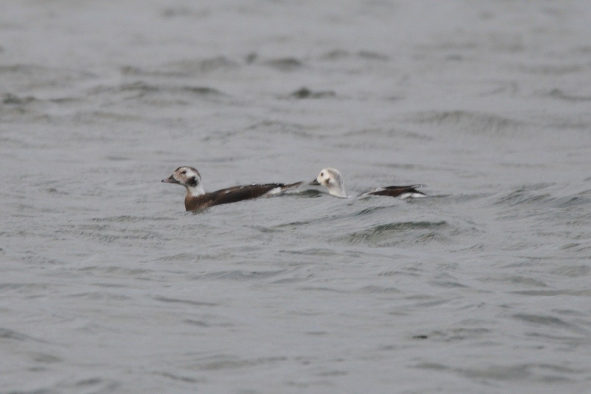 hoholka lední - ML646484726