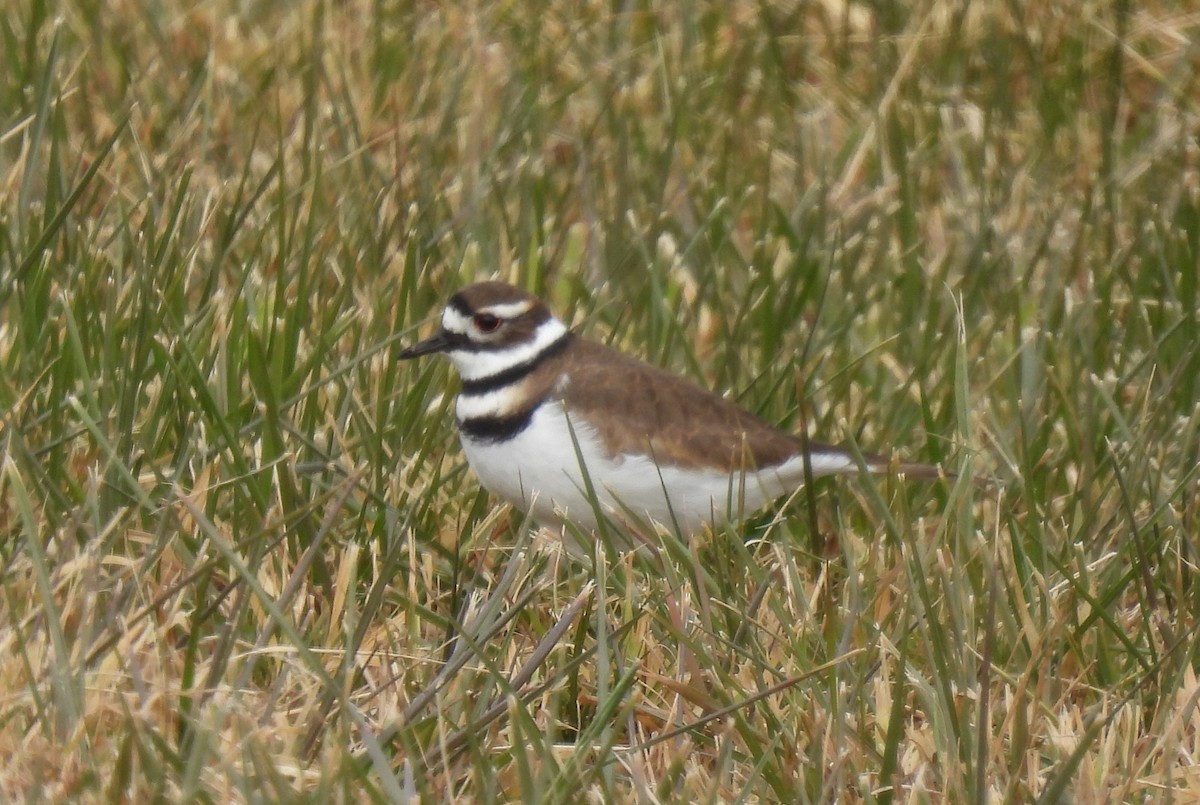 kulík rezavoocasý - ML646484727