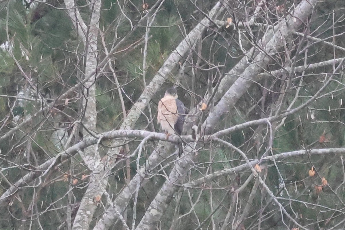 jestřáb americký - ML646484729