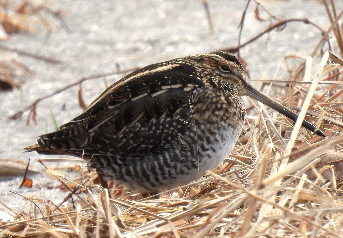 bekasina severoamerická - ML646484730