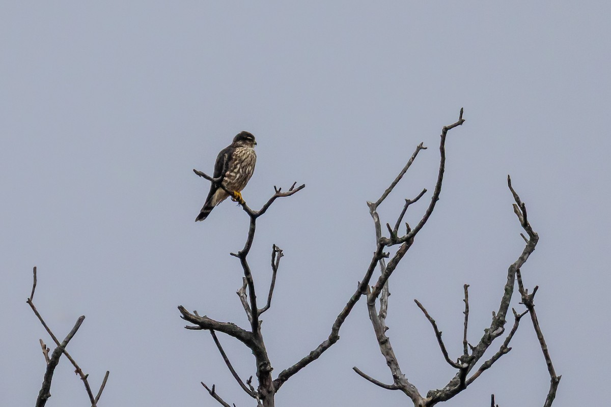 dřemlík tundrový - ML646484731