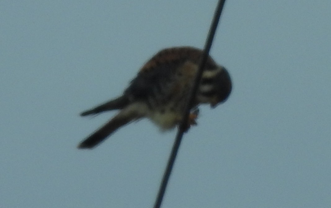 poštolka pestrá - ML646484735