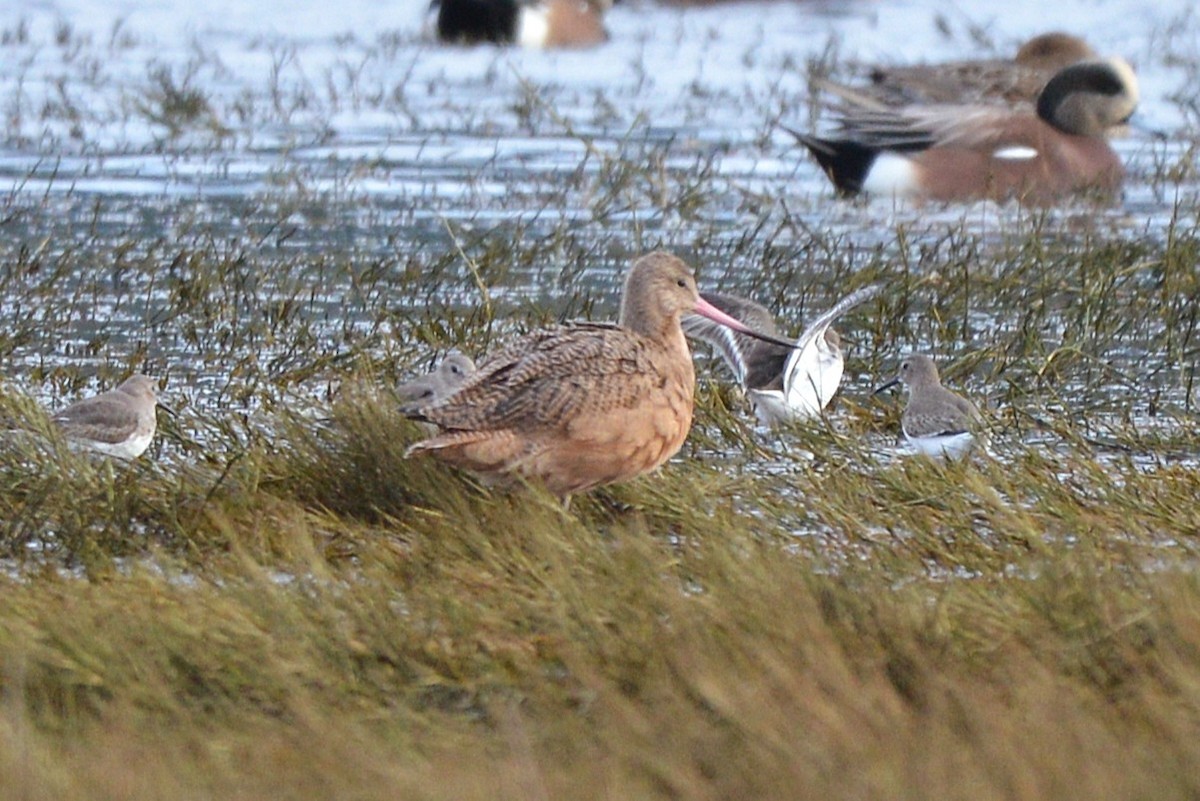 břehouš velký - ML646484736