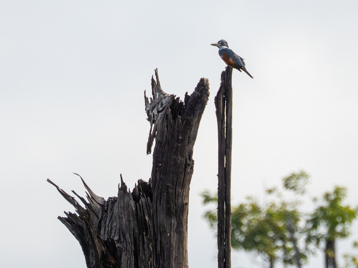 rybařík obojkový - ML646484739