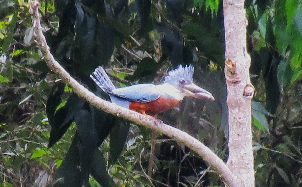 rybařík obojkový - ML646484740