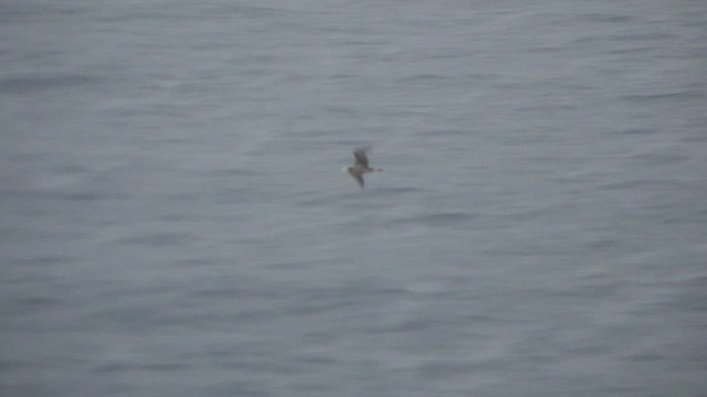 buřňák světlečelý - ML646484741