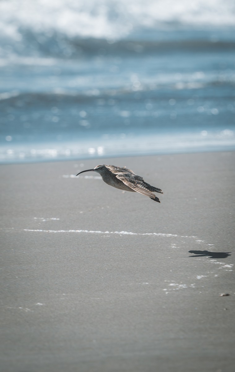 koliha hudsonská - ML646484743