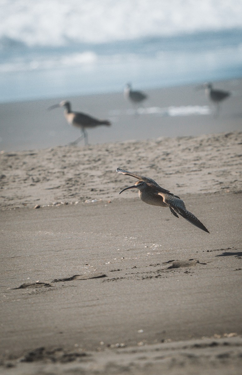 koliha hudsonská - ML646484744