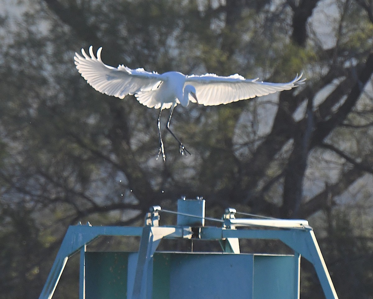 volavka bílá - ML646484745