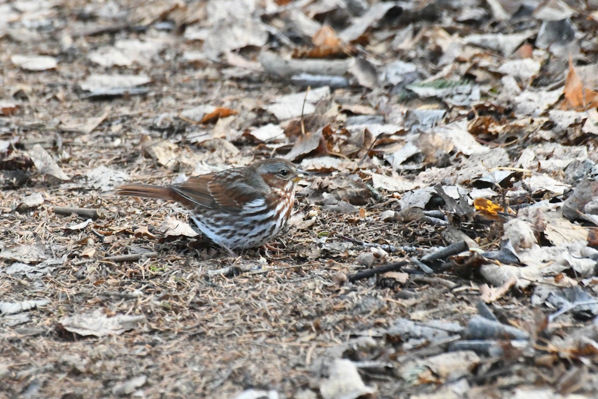Fox Sparrow - ML646484747