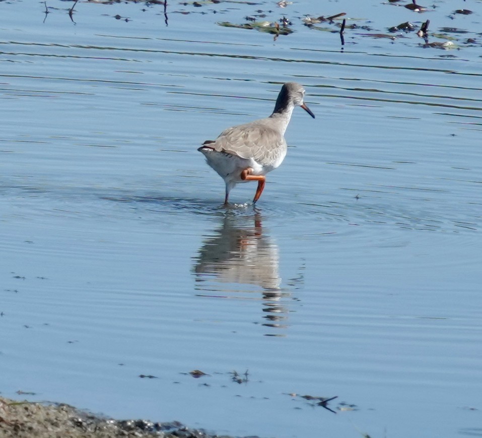 vodouš rudonohý - ML646484757