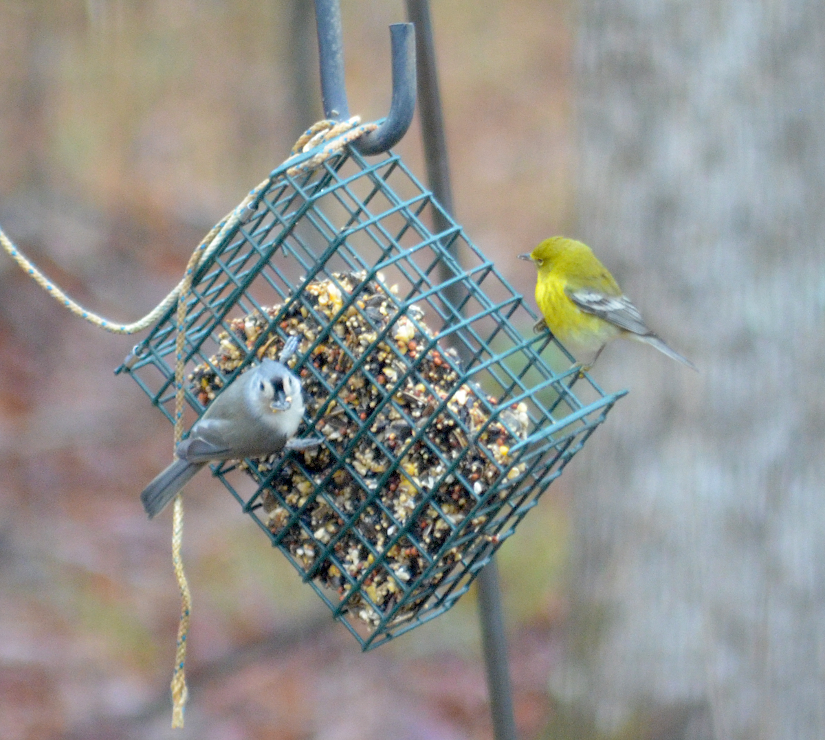 Tufted Titmouse - ML646484758