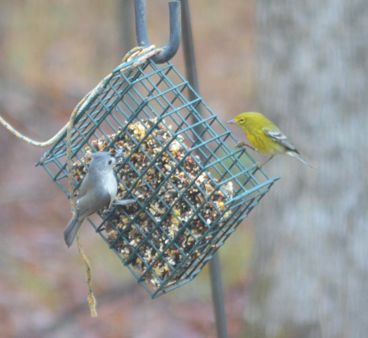 Tufted Titmouse - ML646484759