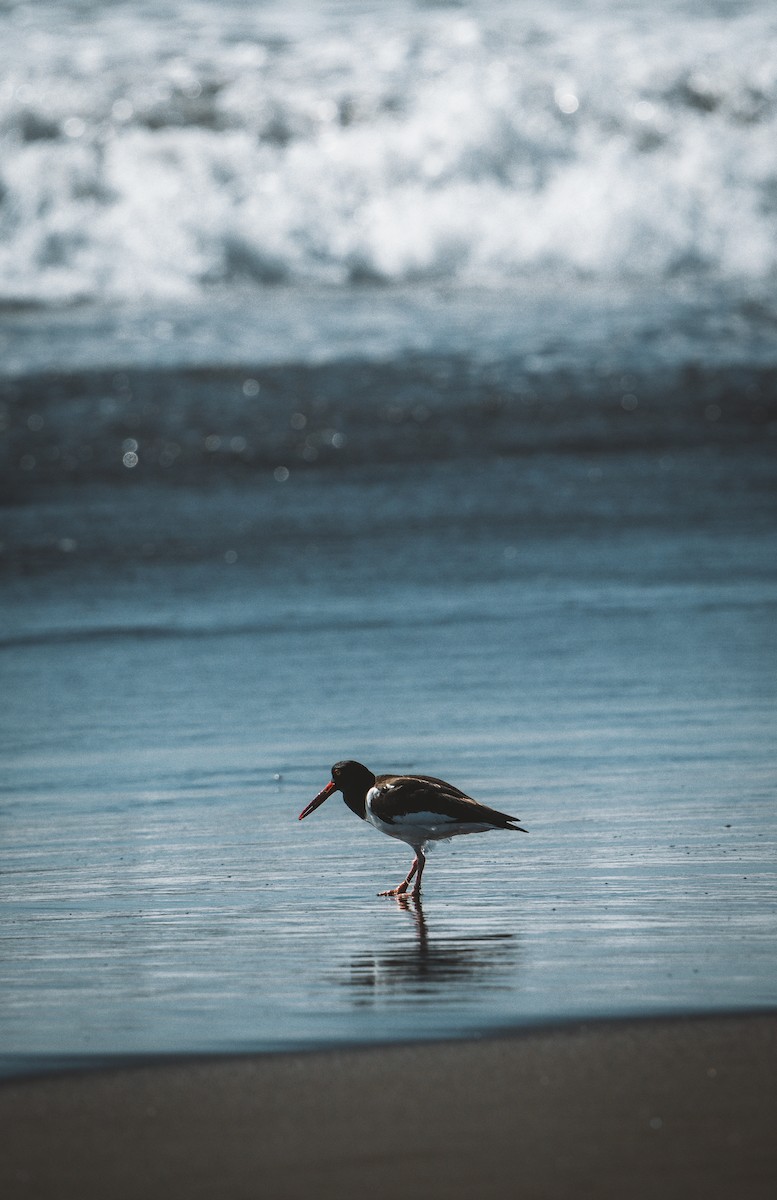 ústřičník americký - ML646484761