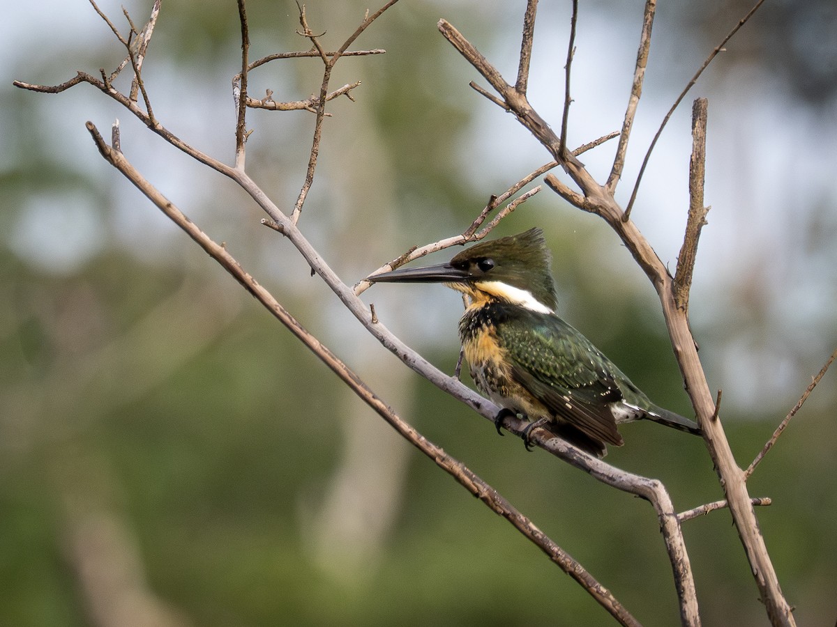 ミドリヤマセミ - ML646484762