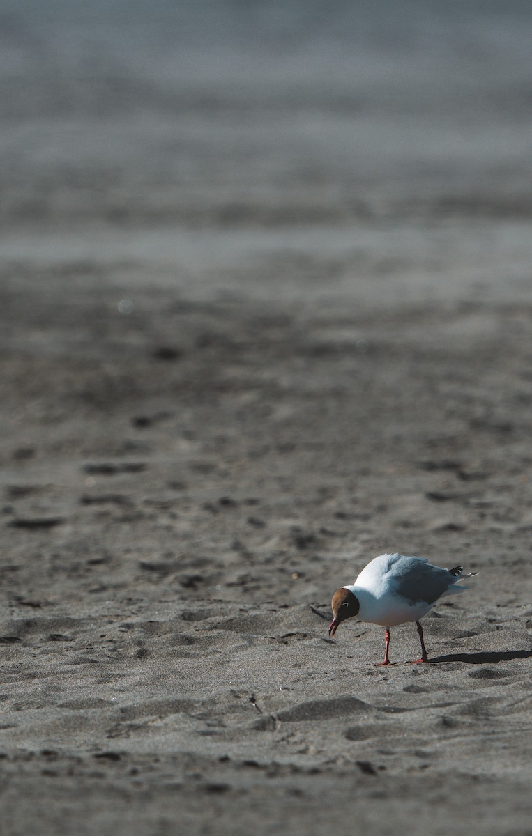 Brown-hooded Gull - ML646484773