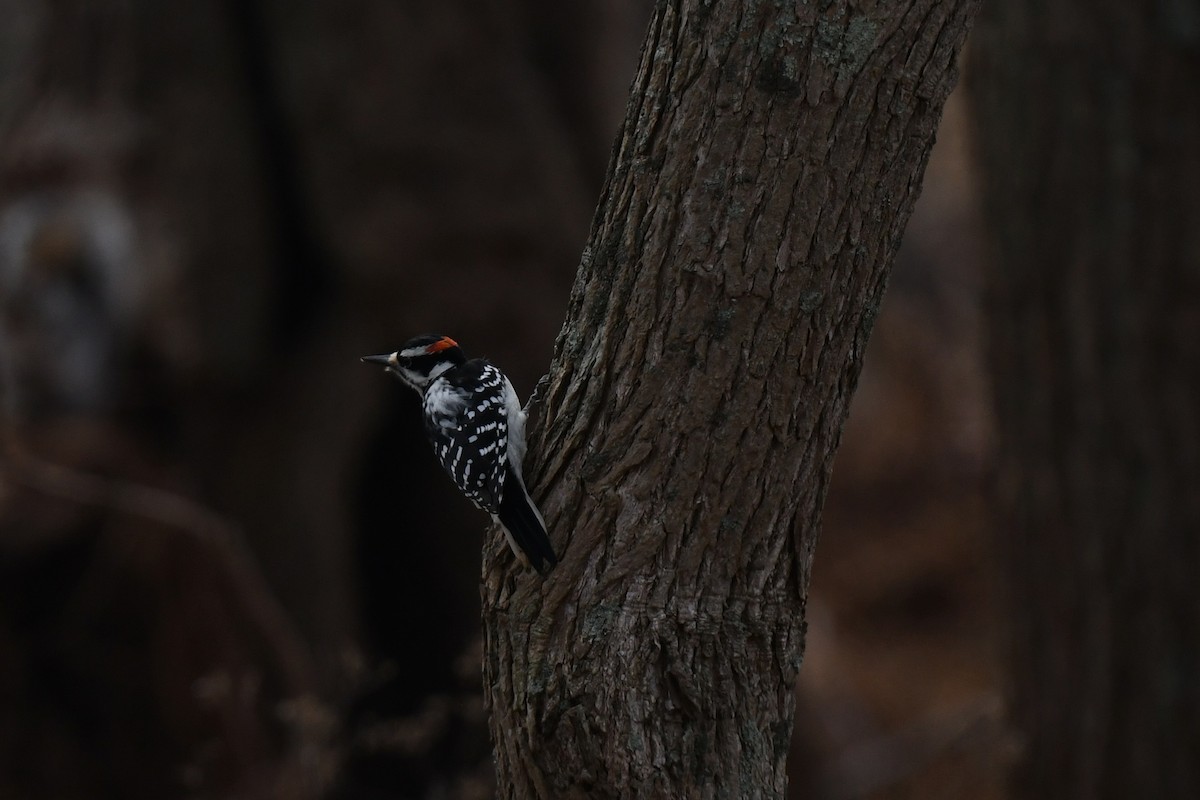 Hairy Woodpecker - ML646484775