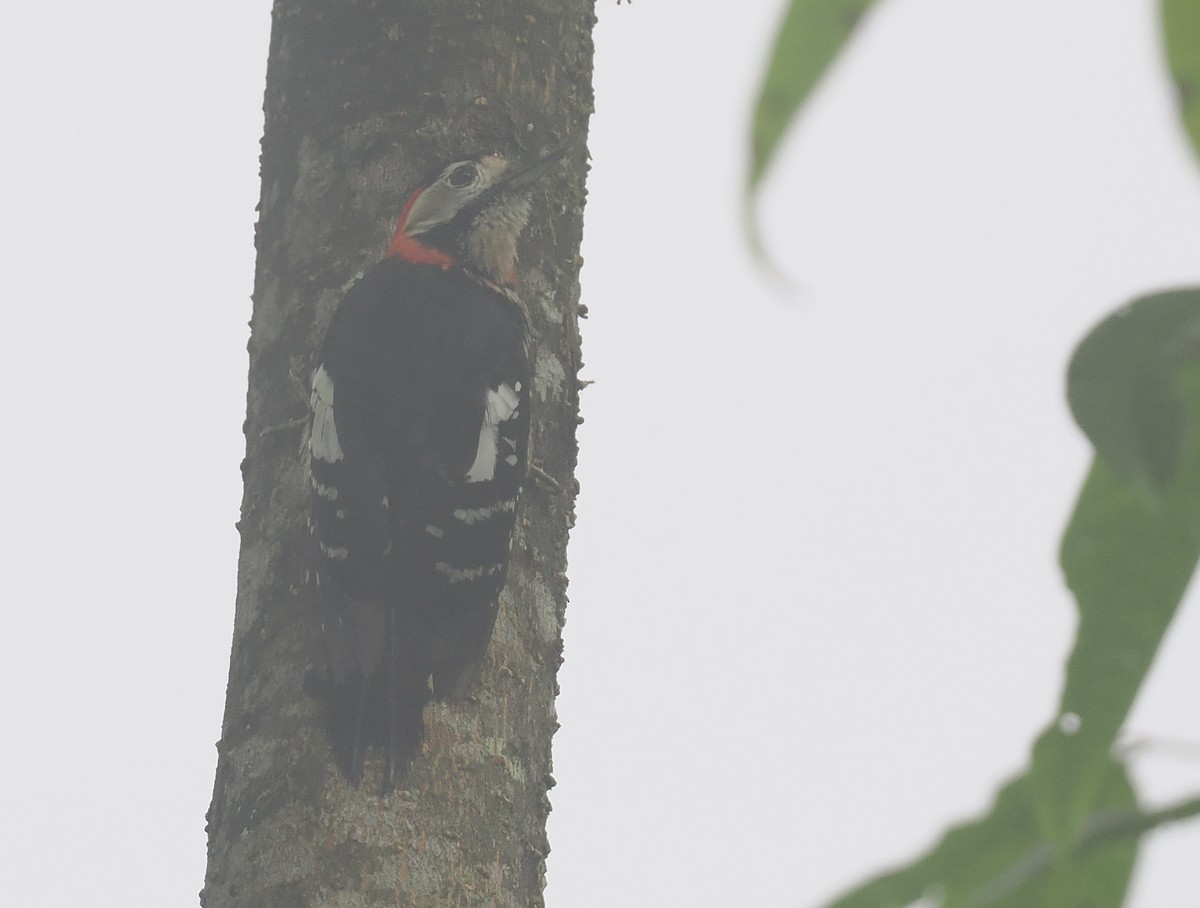 Scharlachbrustspecht - ML646484776